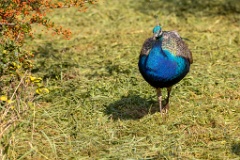 Pavo_cristatus_20231005_1001-5