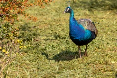 Pavo_cristatus_20231005_1001-6