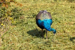 Pavo_cristatus_20231005_1001