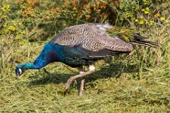 Pavo_cristatus_20231005_1002