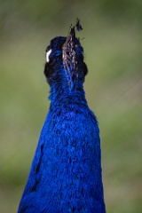 Pavo_cristatus_20240505_1748-4