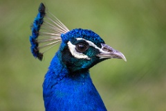 Pavo_cristatus_20240505_1748-5
