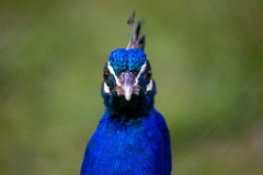 Pavo_cristatus_20240505_1748-6