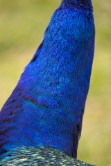 Pavo_cristatus_20240505_1748