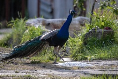 Pavo_cristatus_20240505_1802
