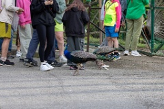 Pavo_cristatus_20240505_1803