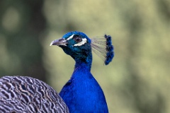 Pavo_cristatus_20240505_1807-10