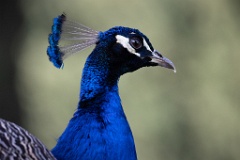 Pavo_cristatus_20240505_1807-6