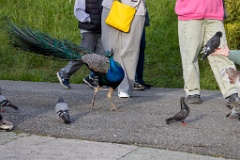 Pavo_cristatus_20240505_1807-7