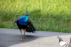 Pavo_cristatus_20240505_1807-9
