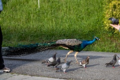 Pavo_cristatus_20240505_1807