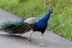 Pavo_cristatus_20240505_1808-3