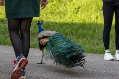 Pavo_cristatus_20240505_1808-4