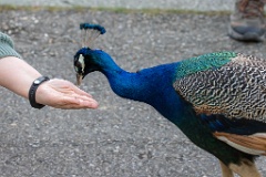 Pavo_cristatus_20240505_1809-7