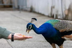 Pavo_cristatus_20240505_1809