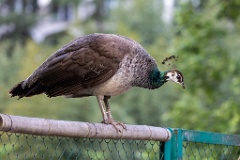 Pavo_cristatus_20240505_1812-4