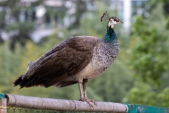 Pavo_cristatus_20240505_1812-5