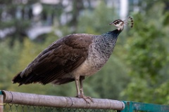 Pavo_cristatus_20240505_1812-6