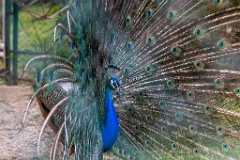 Pavo_cristatus_20240505_1814