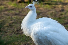 alb_zoo_Pavo_cristatus_20150430_1917-3