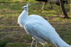 alb_zoo_Pavo_cristatus_20150430_1917