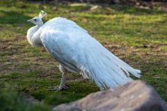 alb_zoo_Pavo_cristatus_20150430_1918