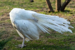 alb_zoo_Pavo_cristatus_20150430_1919