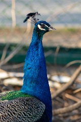 zoo_Pavo_cristatus_20150430_1915-2