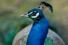 zoo_Pavo_cristatus_20150430_1915