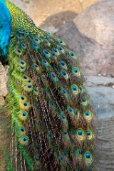 zoo_Pavo_cristatus_20150430_1916-2