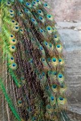 zoo_Pavo_cristatus_20150430_1916