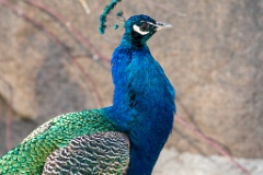 zoo_Pavo_cristatus_20150430_1917-4