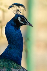 zoo_Pavo_cristatus_20150430_1920