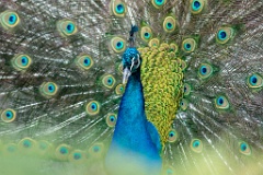 zoo_Pavo_cristatus_20150430_1921-5