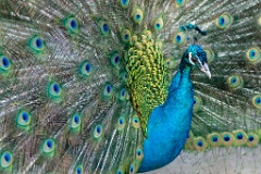 zoo_Pavo_cristatus_20150430_1921-6