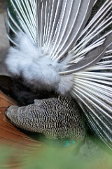 zoo_Pavo_cristatus_20150430_1921-7