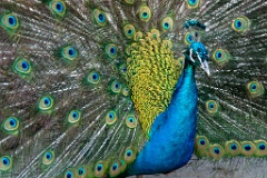 zoo_Pavo_cristatus_20150430_1921-8