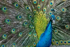 zoo_Pavo_cristatus_20150430_1921