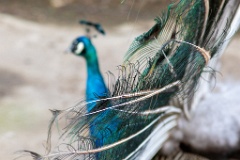 zoo_Pavo_cristatus_20150430_1922-3