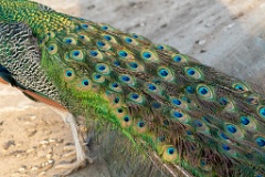 zoo_Pavo_cristatus_20150430_1922-4