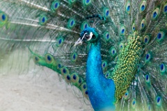 zoo_Pavo_cristatus_20150430_1922