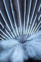 zoo_Pavo_cristatus_20150430_1923