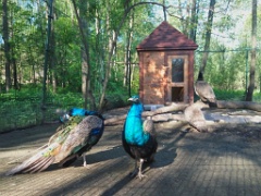 zoo_Pavo_cristatus_20190517_0816-2