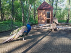 zoo_Pavo_cristatus_20190517_0816