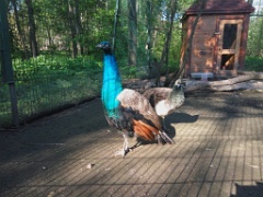 zoo_Pavo_cristatus_20190517_0819