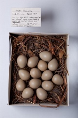 eggs_museum_Perdix_daurica201010211750