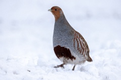 0_Perdix_perdix_20241217_1402-5