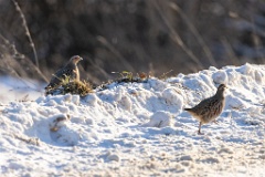 Perdix_perdix_20211227_1227