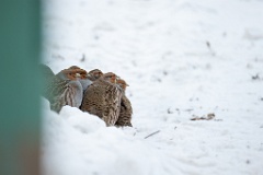 Perdix_perdix_20241212_1031