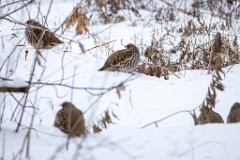 Perdix_perdix_20241212_1052-2